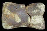 Bargain, Hadrosaur Phalange (Toe Bone) - Montana #103748-2